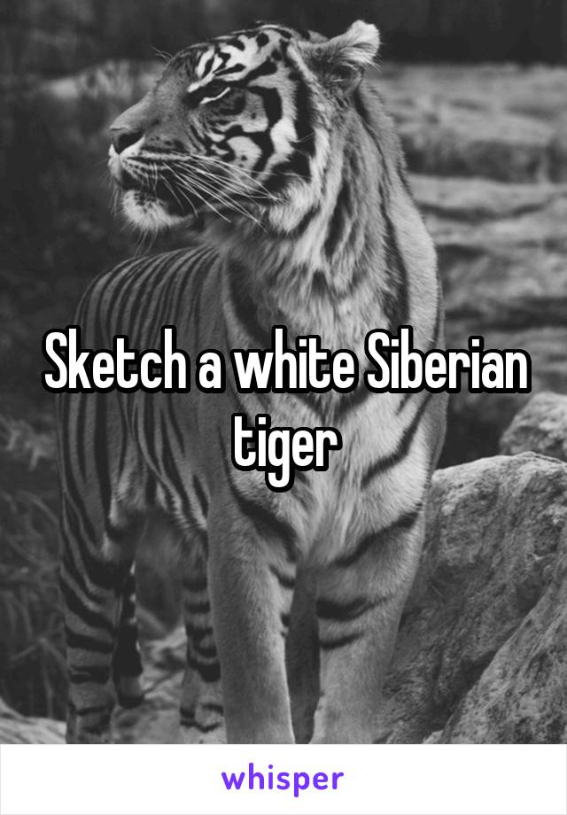 Sketch a white Siberian tiger