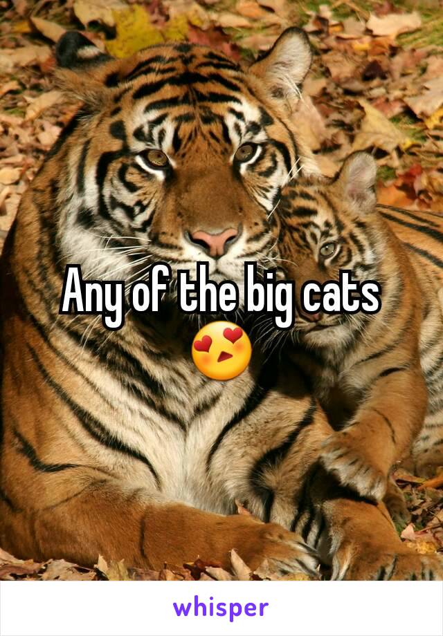 Any of the big cats 😍