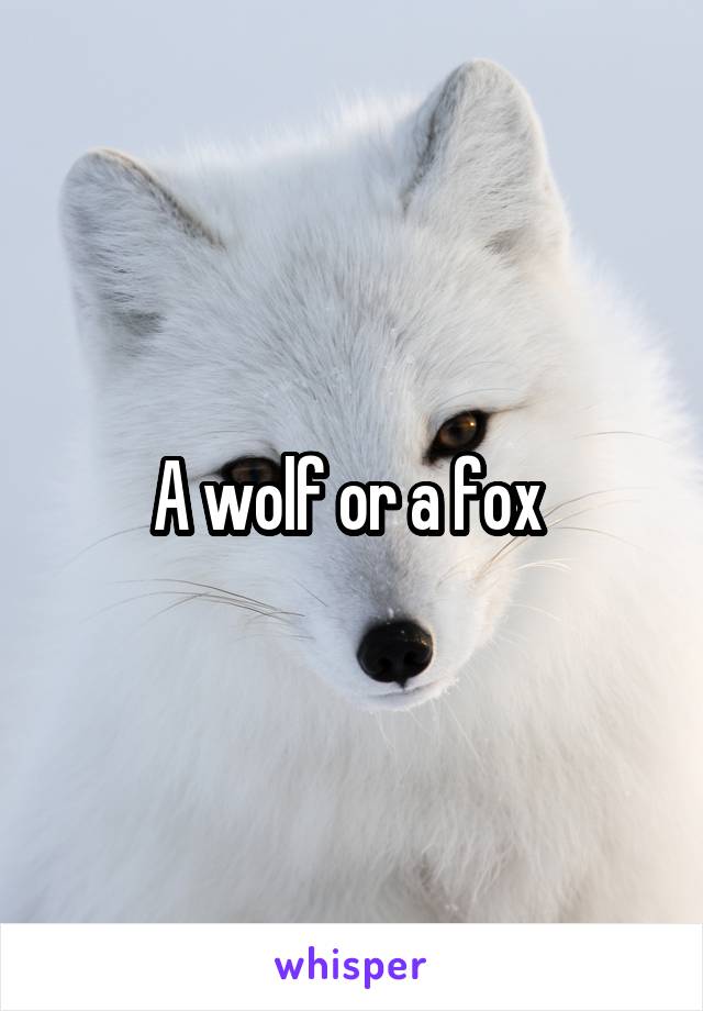 A wolf or a fox 