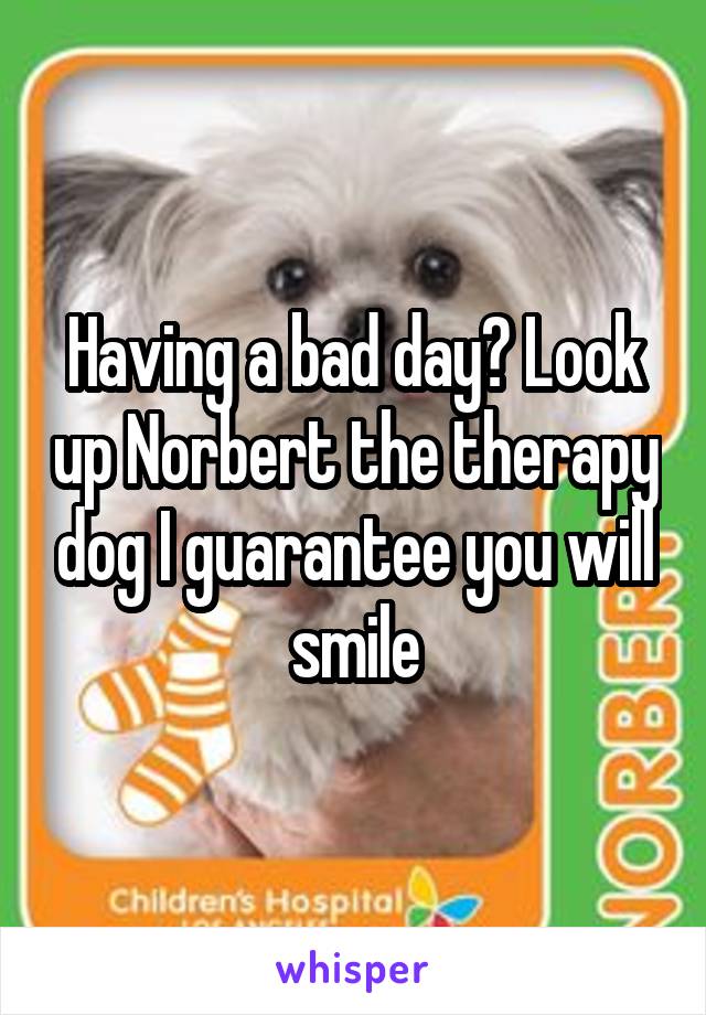 Having a bad day? Look up Norbert the therapy dog I guarantee you will smile