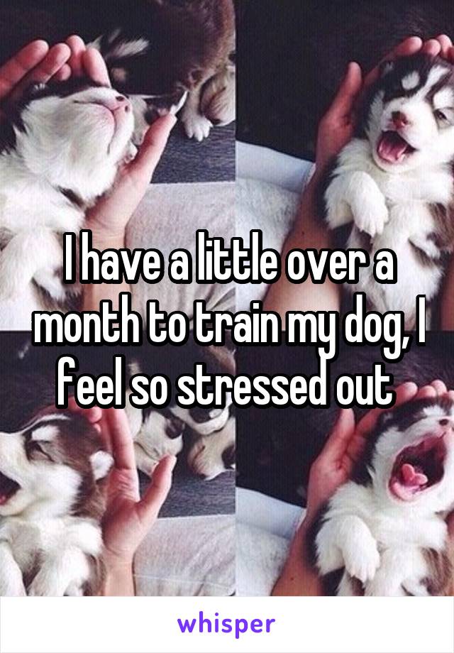 I have a little over a month to train my dog, I feel so stressed out 