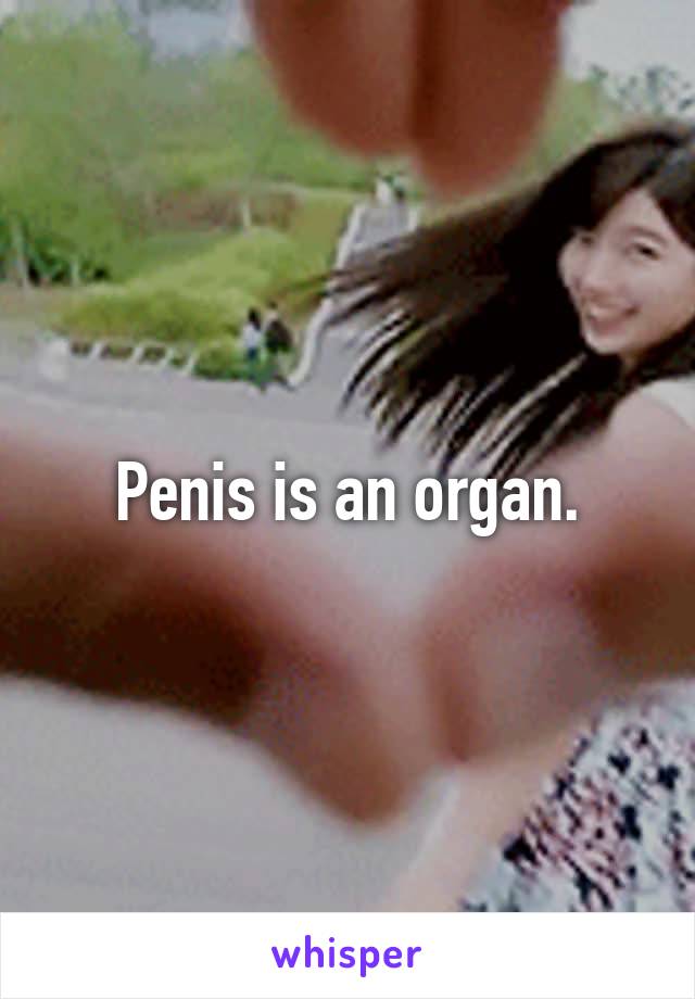Penis is an organ.