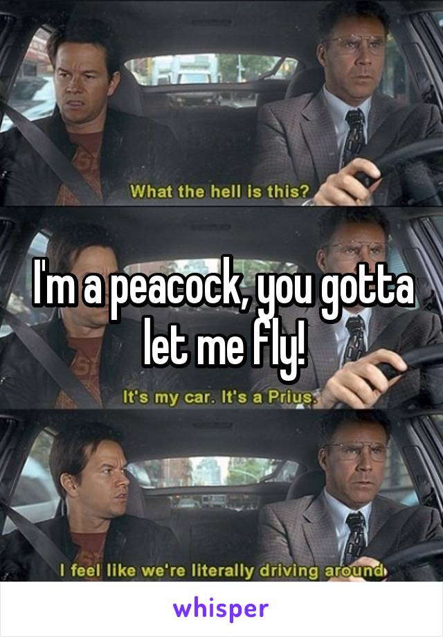 I'm a peacock, you gotta let me fly!