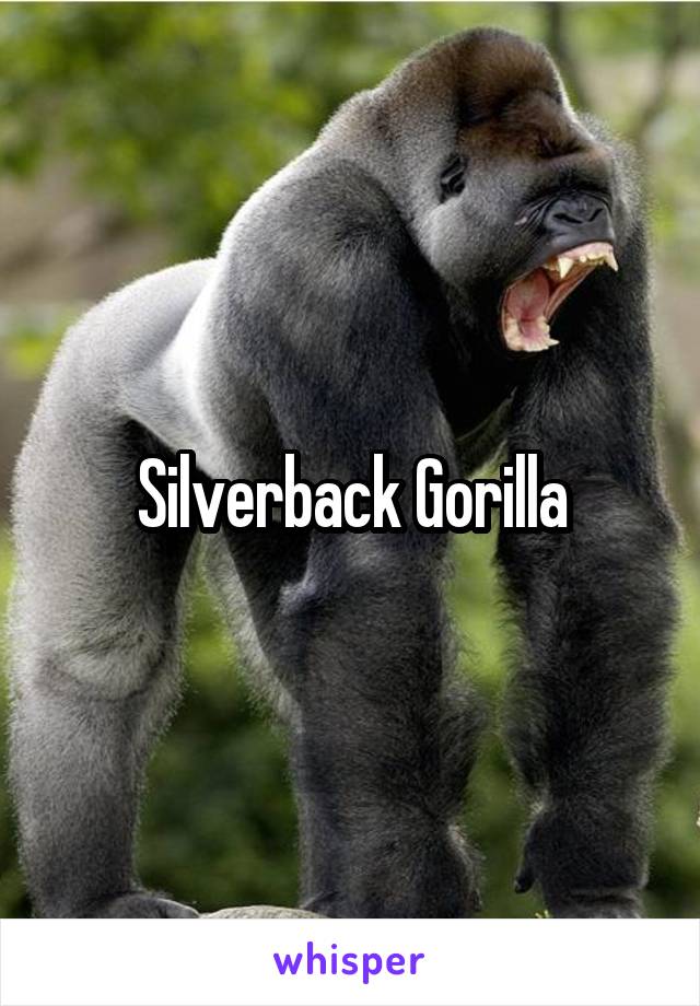 Silverback Gorilla
