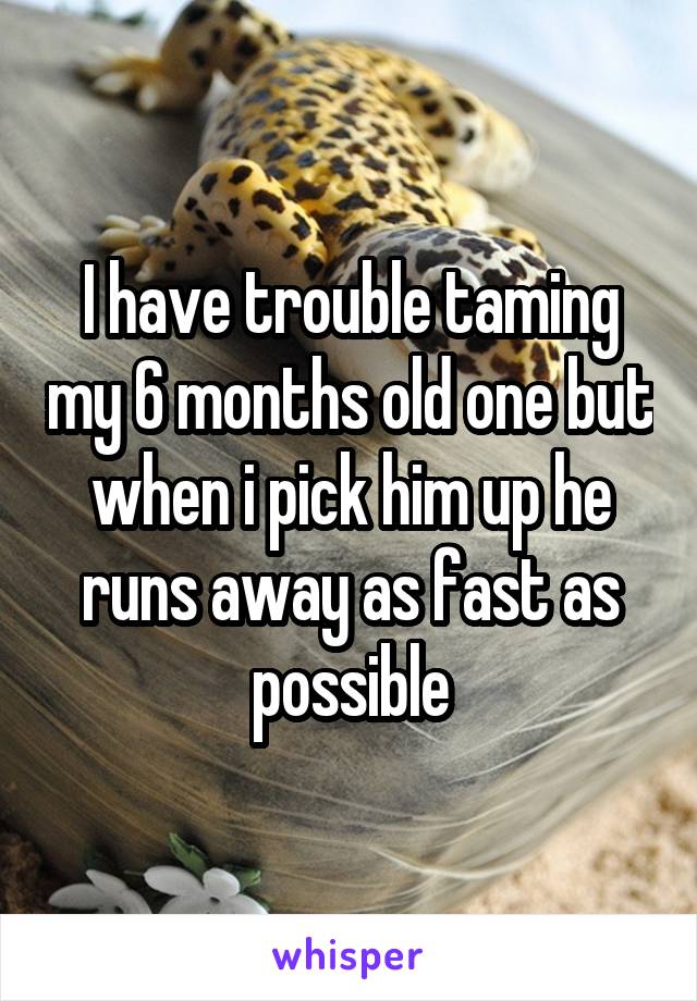 I have trouble taming my 6 months old one but when i pick him up he runs away as fast as possible