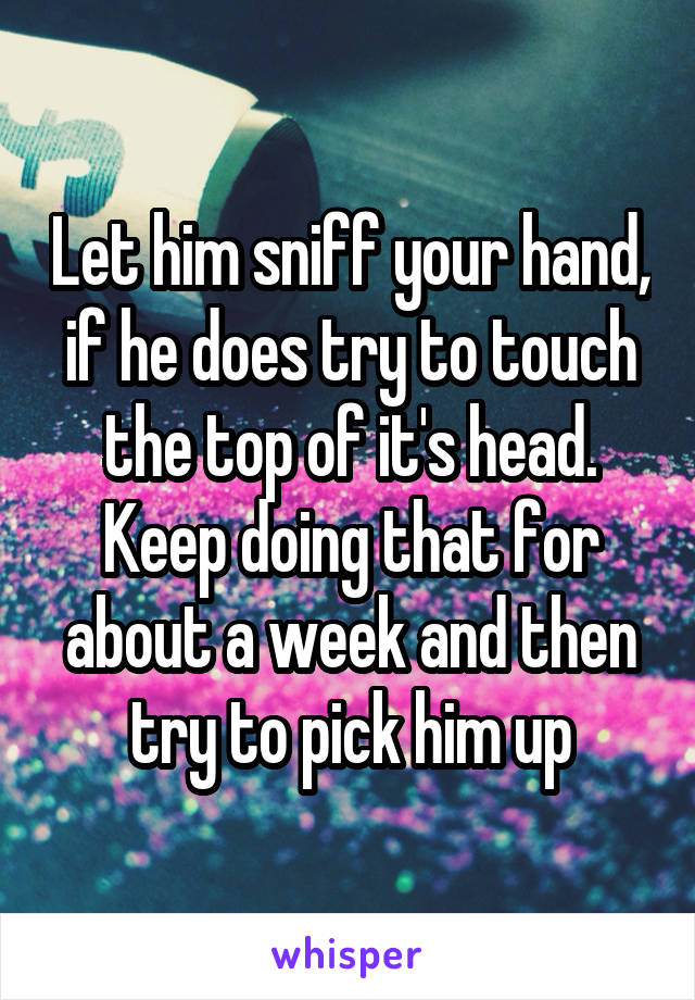 Let him sniff your hand, if he does try to touch the top of it's head. Keep doing that for about a week and then try to pick him up