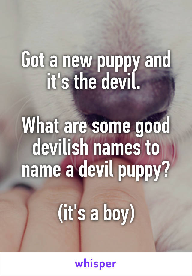 Got a new puppy and it's the devil. 

What are some good devilish names to name a devil puppy?

(it's a boy)