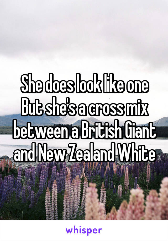 She does look like one
But she's a cross mix between a British Giant and New Zealand White