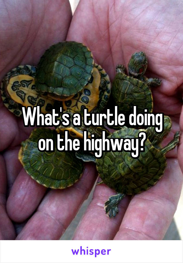 What's a turtle doing on the highway?