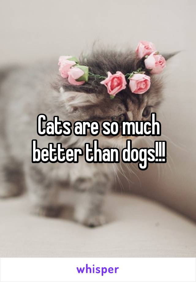 Cats are so much better than dogs!!!