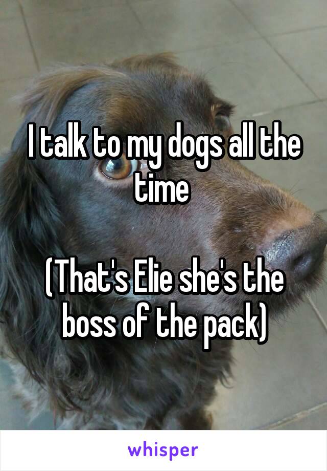 I talk to my dogs all the time 

(That's Elie she's the boss of the pack)