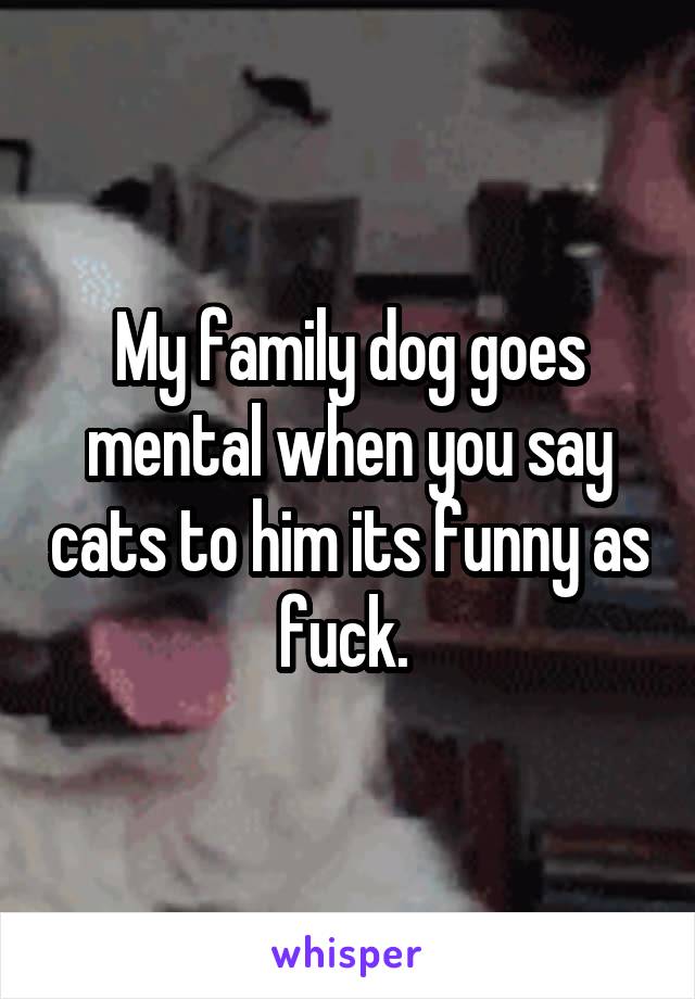 My family dog goes mental when you say cats to him its funny as fuck. 