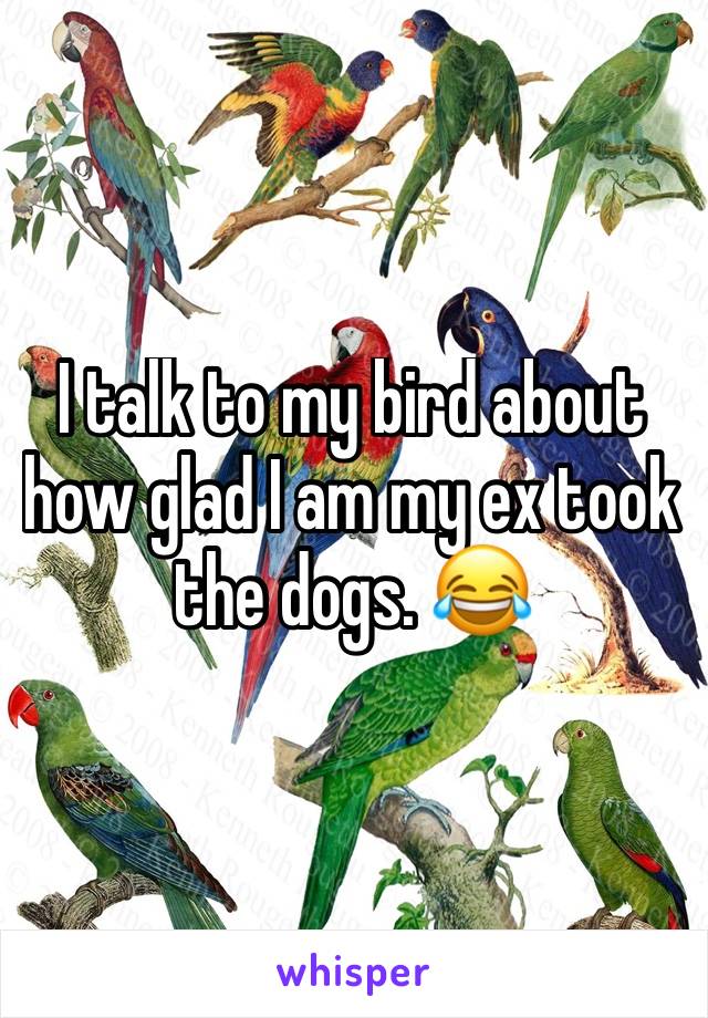 I talk to my bird about how glad I am my ex took the dogs. 😂