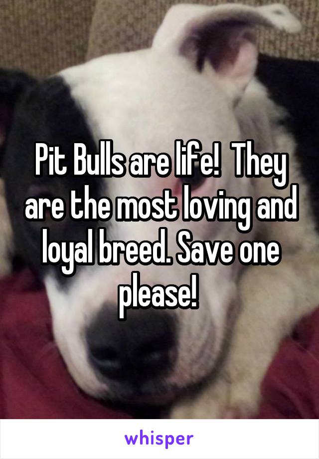 Pit Bulls are life!  They are the most loving and loyal breed. Save one please! 