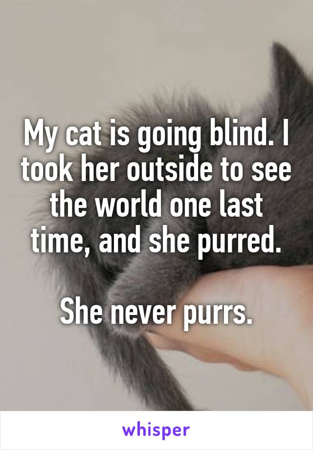My cat is going blind. I took her outside to see the world one last time, and she purred.

She never purrs.