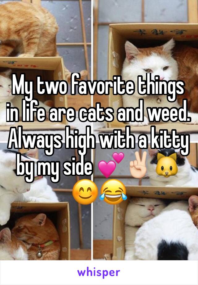 My two favorite things in life are cats and weed. Always high with a kitty by my side 💕✌🏻🐱😊😂