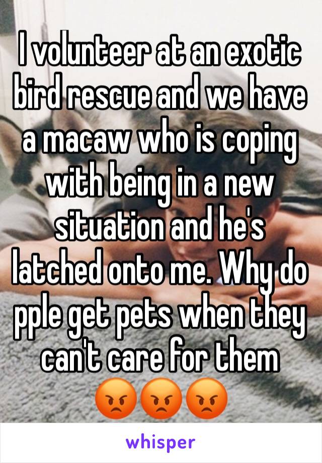 I volunteer at an exotic bird rescue and we have a macaw who is coping with being in a new situation and he's latched onto me. Why do pple get pets when they can't care for them
😡😡😡