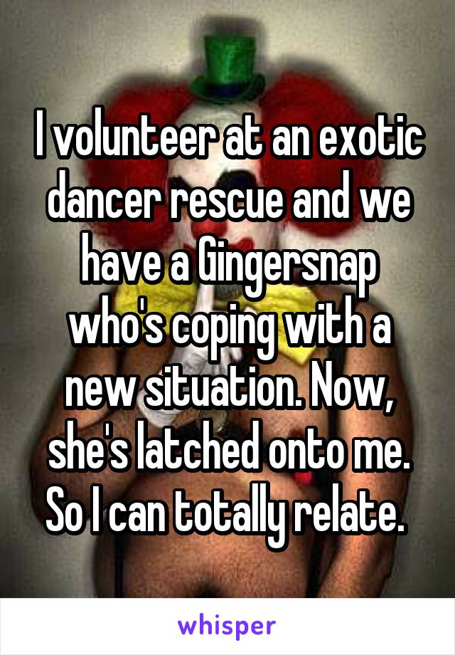 I volunteer at an exotic dancer rescue and we have a Gingersnap who's coping with a new situation. Now, she's latched onto me. So I can totally relate. 