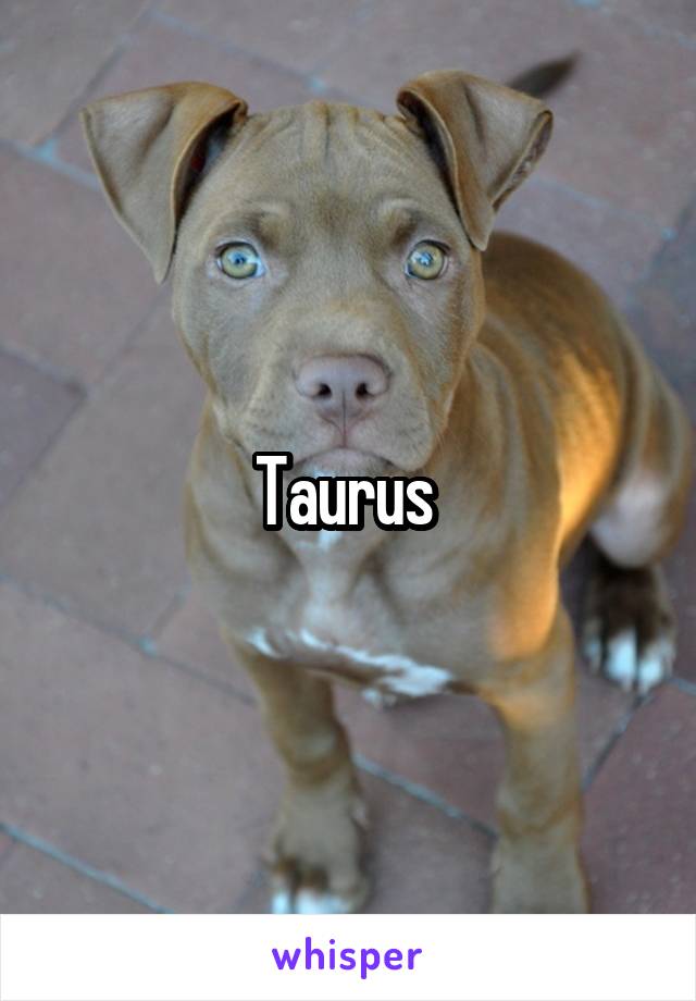 Taurus 