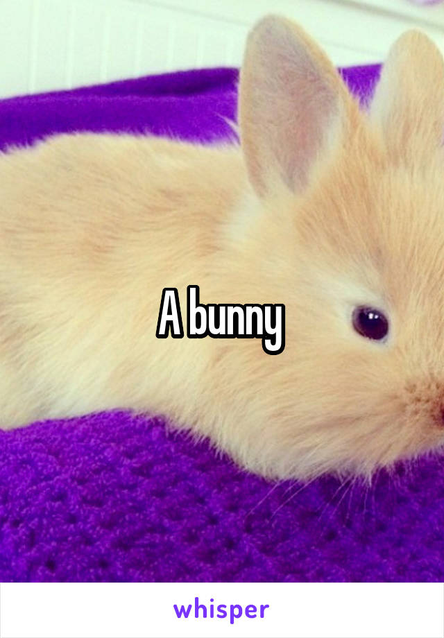 A bunny 