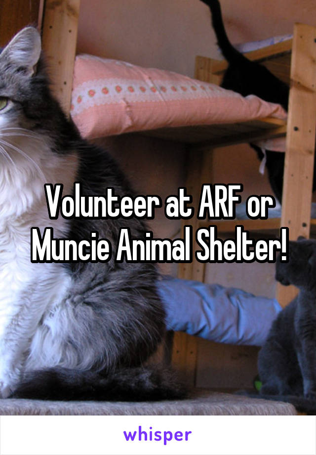 Volunteer at ARF or Muncie Animal Shelter!