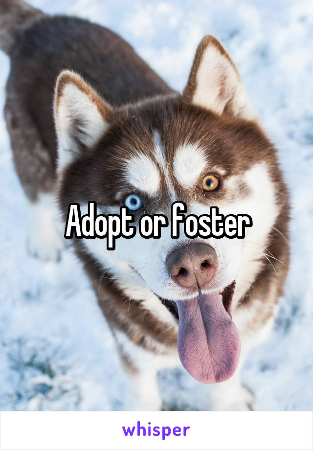 Adopt or foster