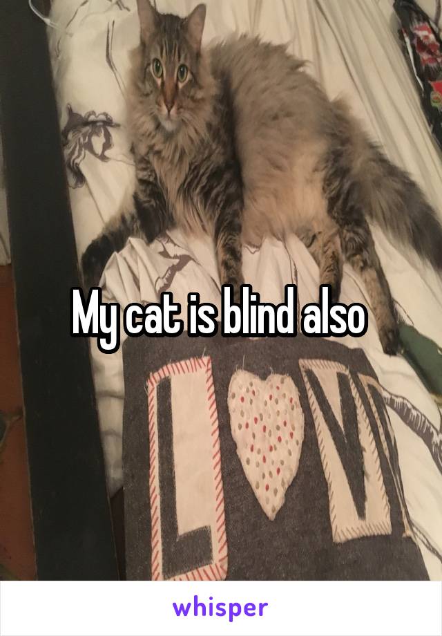 My cat is blind also 