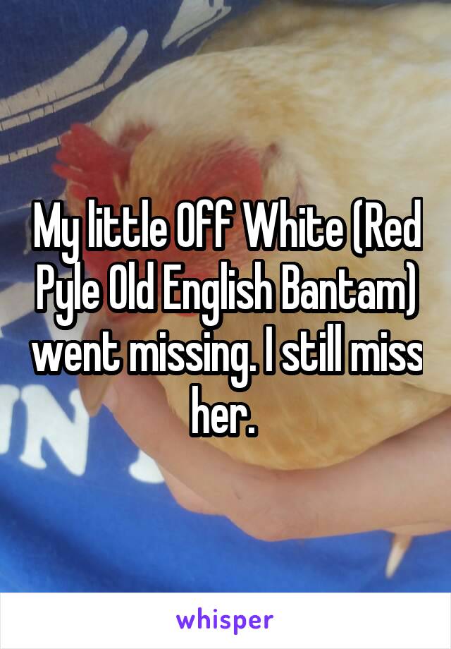 My little Off White (Red Pyle Old English Bantam) went missing. I still miss her. 