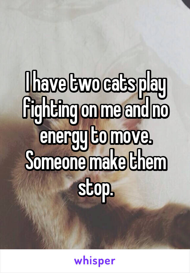 I have two cats play fighting on me and no energy to move.
Someone make them stop.