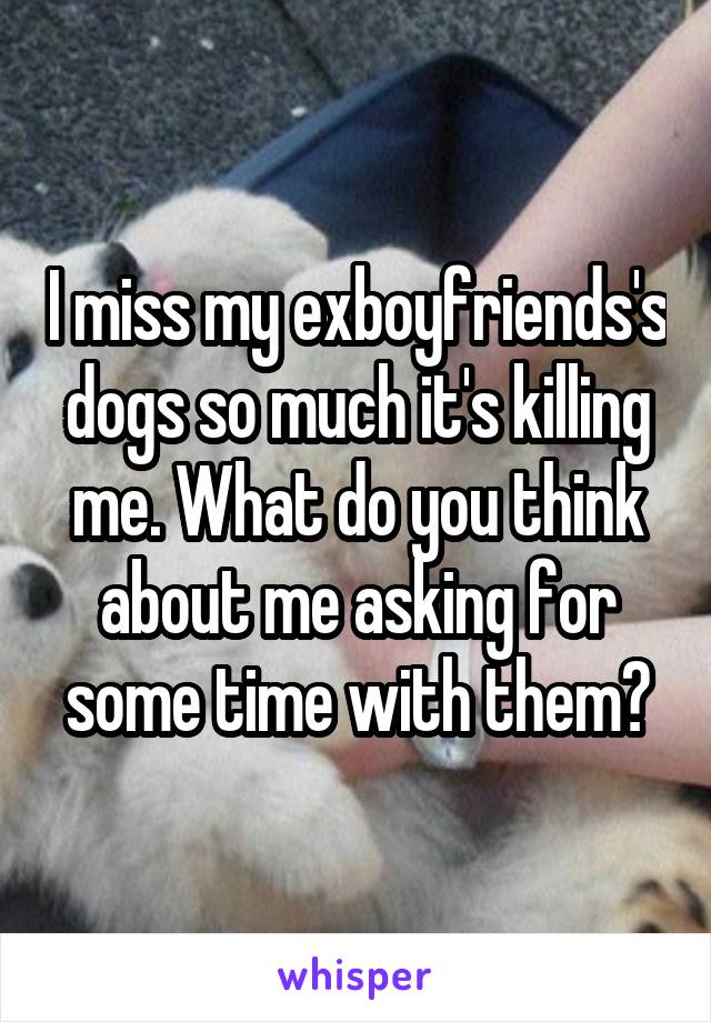 I miss my exboyfriends's dogs so much it's killing me. What do you think about me asking for some time with them?