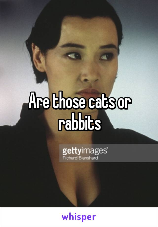 Are those cats or rabbits