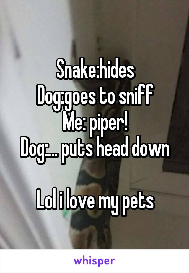 Snake:hides
Dog:goes to sniff
Me: piper!
Dog:... puts head down

Lol i love my pets