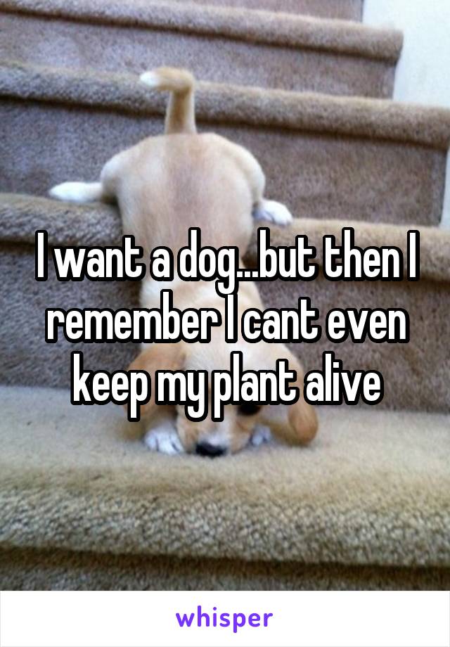 I want a dog...but then I remember I cant even keep my plant alive