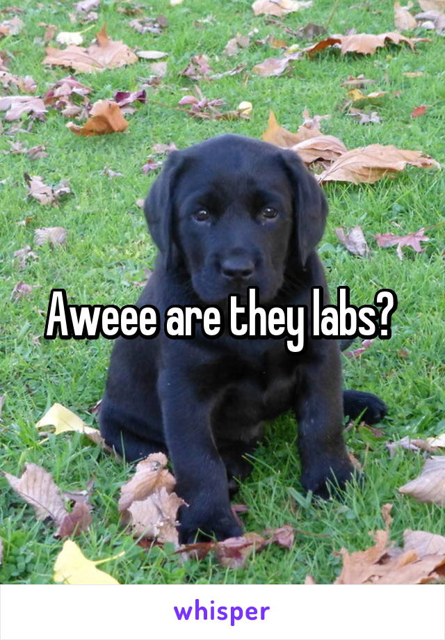 Aweee are they labs? 