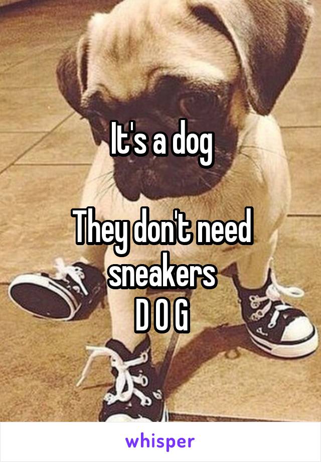 It's a dog

They don't need sneakers
D O G