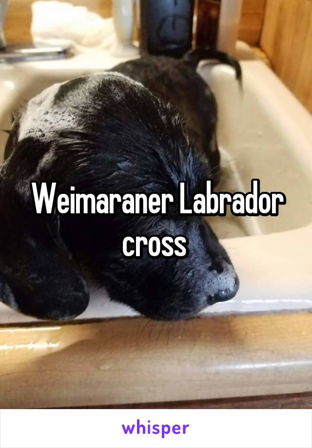 Weimaraner Labrador cross 