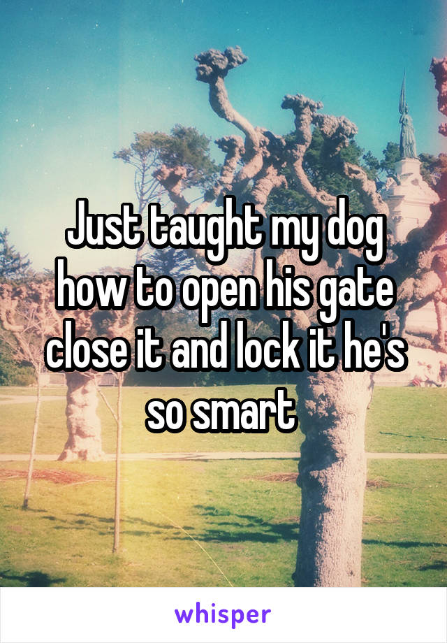 Just taught my dog how to open his gate close it and lock it he's so smart 