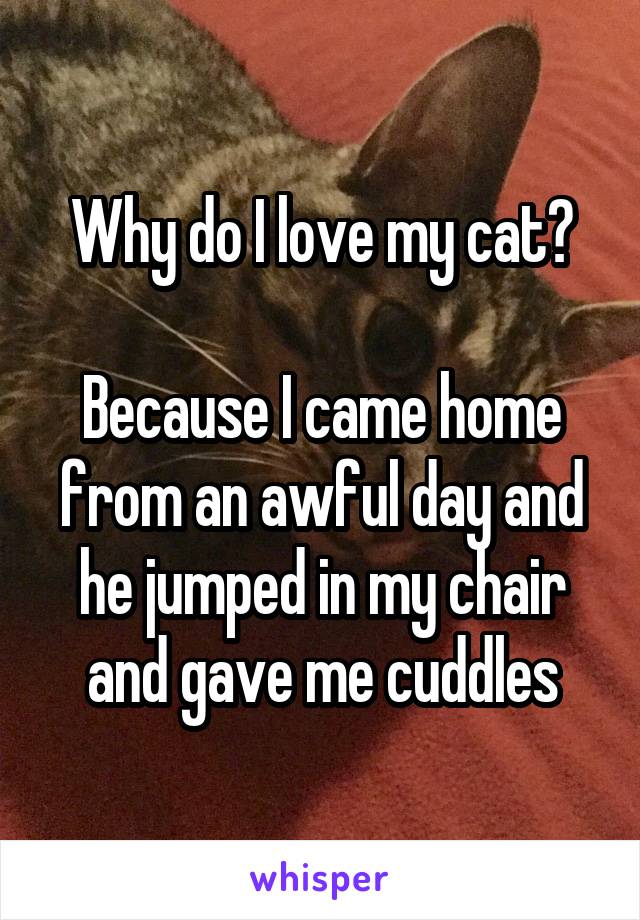 Why do I love my cat?

Because I came home from an awful day and he jumped in my chair and gave me cuddles