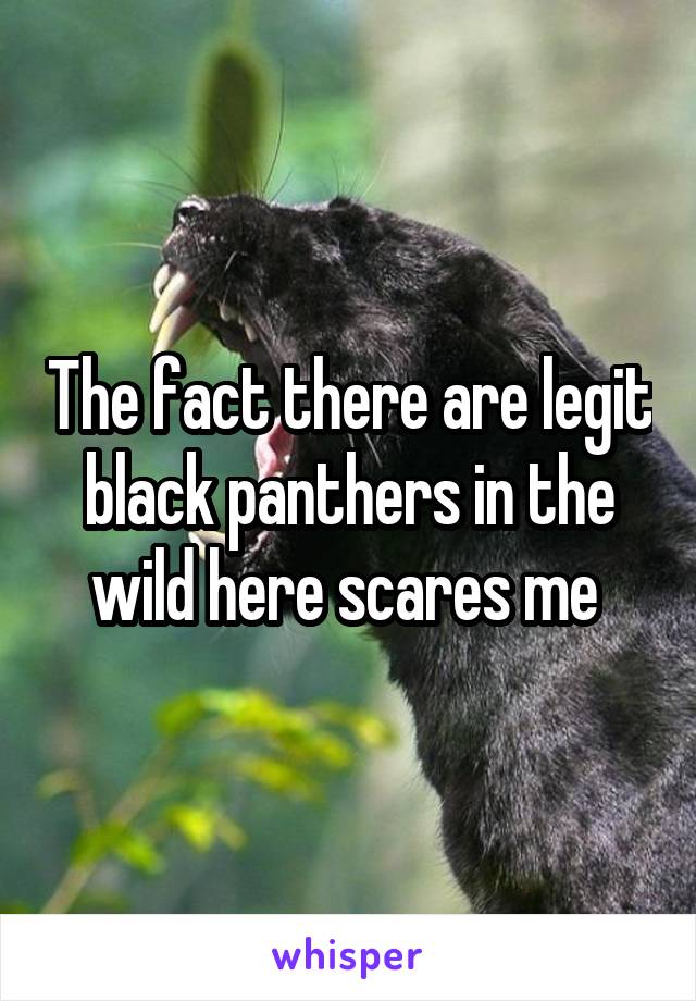 The fact there are legit black panthers in the wild here scares me 