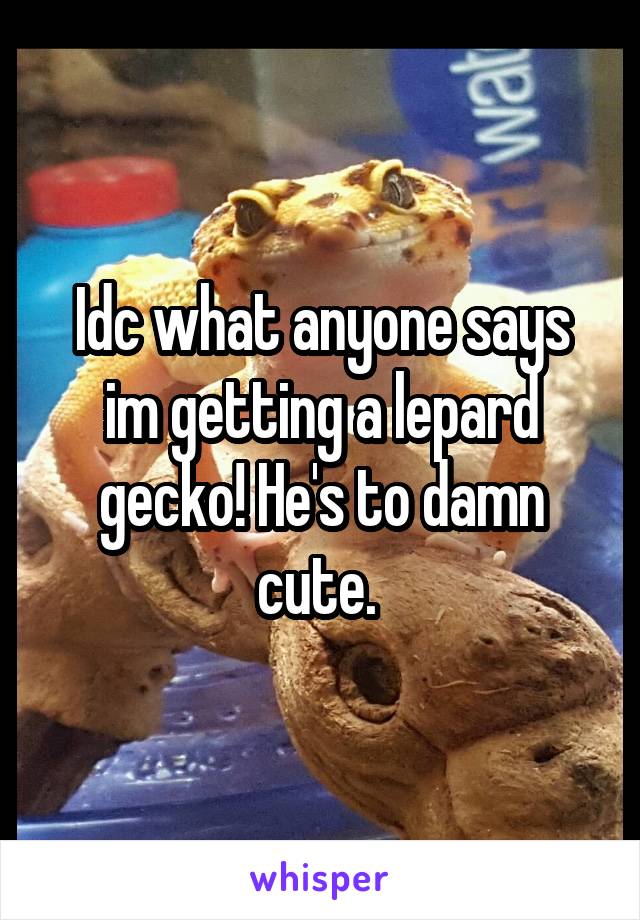 Idc what anyone says im getting a lepard gecko! He's to damn cute. 