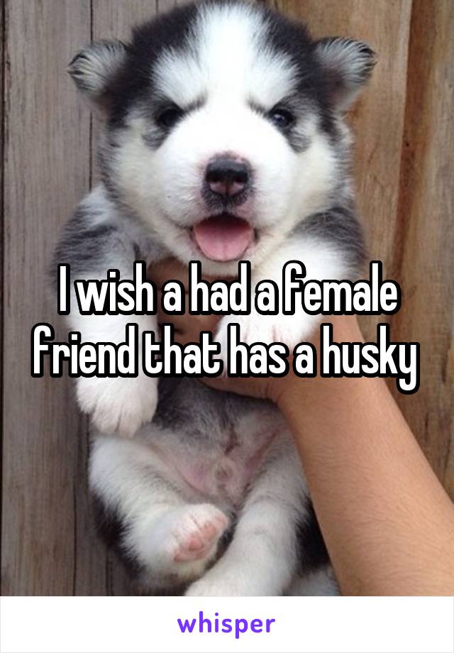 I wish a had a female friend that has a husky 