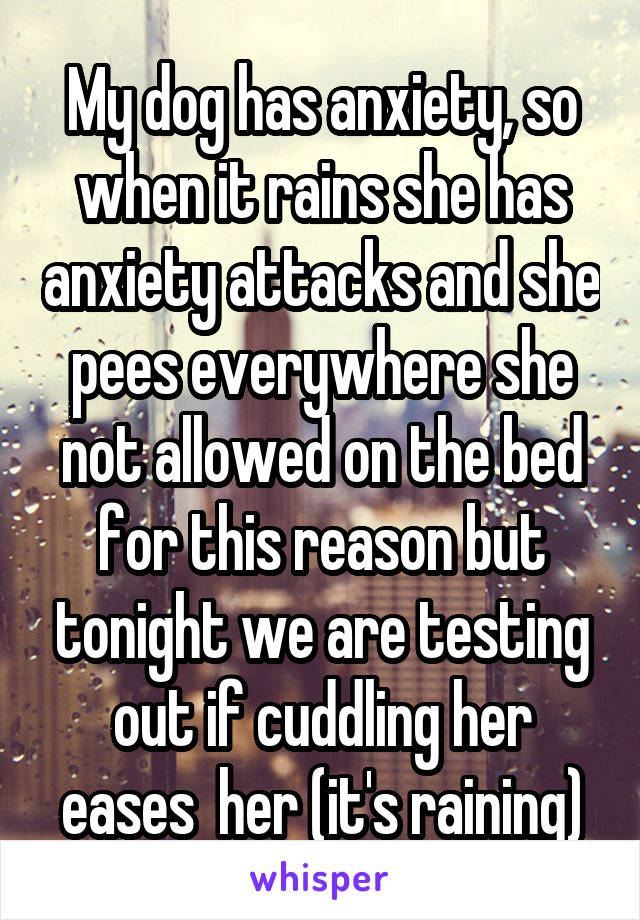 My dog has anxiety, so when it rains she has anxiety attacks and she pees everywhere she not allowed on the bed for this reason but tonight we are testing out if cuddling her eases  her (it's raining)