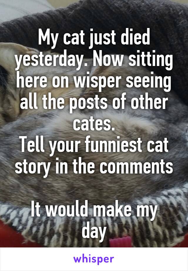 My cat just died yesterday. Now sitting here on wisper seeing all the posts of other cates.
Tell your funniest cat story in the comments

It would make my day