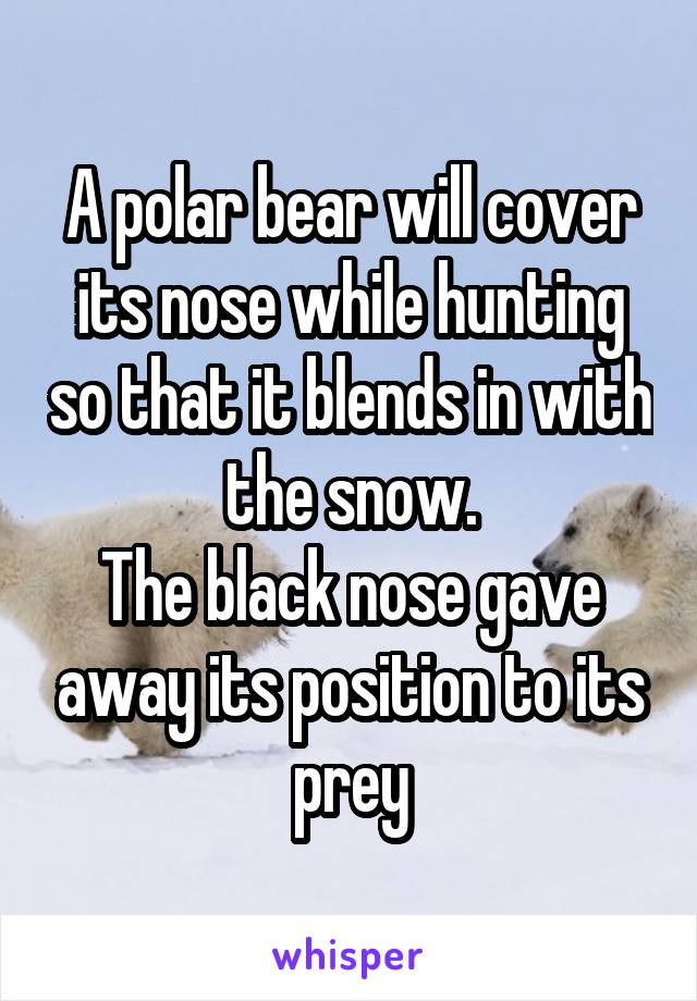 A polar bear will cover its nose while hunting so that it blends in with the snow.
The black nose gave away its position to its prey