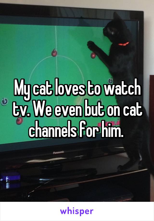 My cat loves to watch tv. We even but on cat channels for him. 