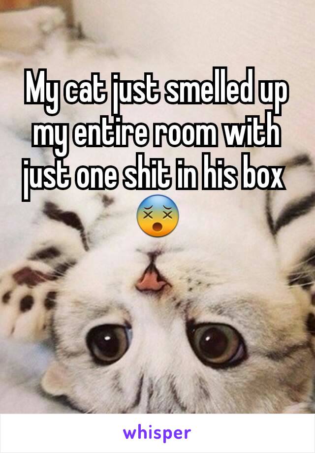 My cat just smelled up my entire room with just one shit in his box 
😵