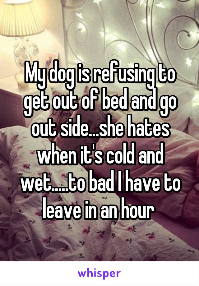 My dog is refusing to get out of bed and go out side...she hates when it's cold and wet.....to bad I have to leave in an hour 