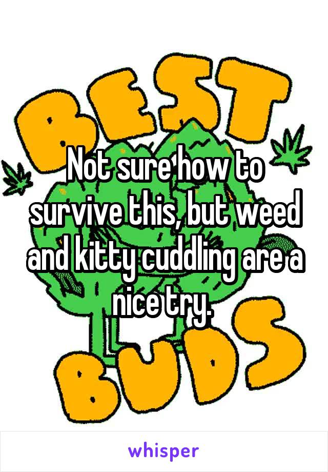 Not sure how to survive this, but weed and kitty cuddling are a nice try. 