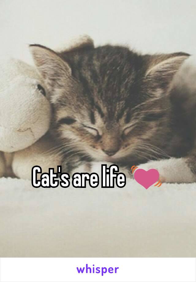 Cat's are life 💓