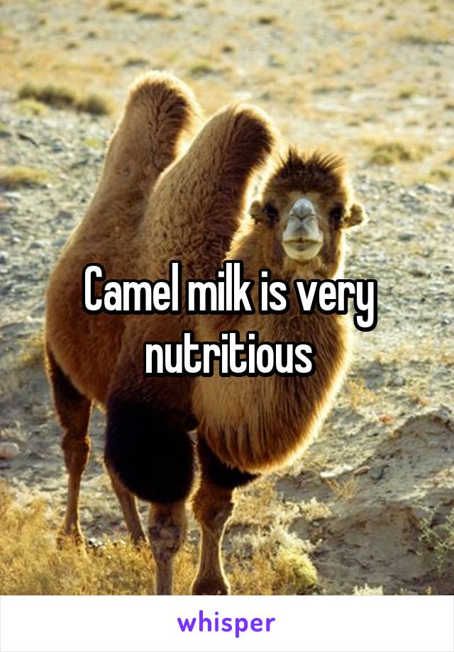 Camel milk is very nutritious